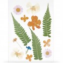 Fleurs pressées Fougères Mix Orange - Rico Design