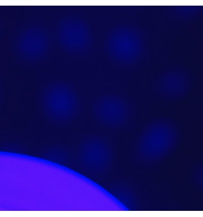 Projecteur de lumière baleine Wilda Bleue - Little L