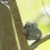 Eugy puzzle Koala 3D en carton