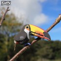 Eugy puzzle Toucan 3D en carton