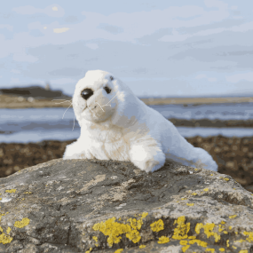 Peluche Phoque - Animigos