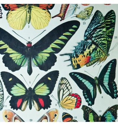Affiche Papillons - Cavallini & Co