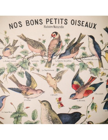 Affiche Oiseaux rétro vintage - Cavallini & Co