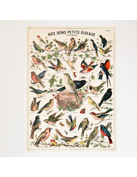 Affiche Oiseaux rétro vintage - Cavallini & Co